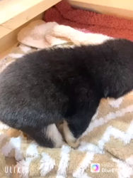 渡邉昌次ブリーダーからお迎えした柴犬：TAKEKOちゃん