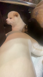 渡邉昌次ブリーダーからお迎えした柴犬：TAKEKOちゃん