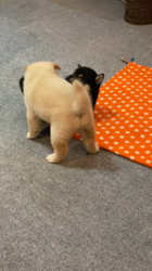 渡邉昌次ブリーダーからお迎えした柴犬：TAKEKOちゃん