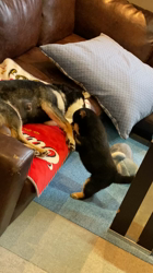 渡邉昌次ブリーダーからお迎えした柴犬：TAKEKOちゃん