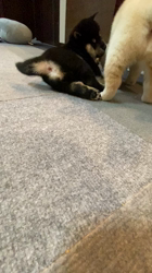 渡邉昌次ブリーダーからお迎えした柴犬：TAKEKOちゃん