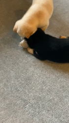 渡邉昌次ブリーダーからお迎えした柴犬：TAKEKOちゃん