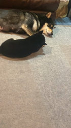 渡邉昌次ブリーダーからお迎えした柴犬：TAKEKOちゃん