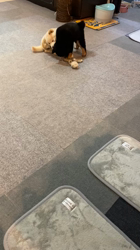 渡邉昌次ブリーダーからお迎えした柴犬：TAKEKOちゃん