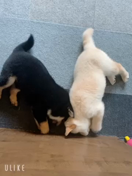 渡邉昌次ブリーダーからお迎えした柴犬：TAKEKOちゃん