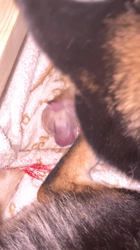 渡邉昌次ブリーダーからお迎えした柴犬：TAKEKOちゃん