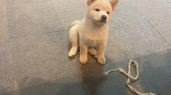渡邉昌次ブリーダーからお迎えした柴犬：TAKEKOちゃん