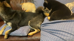 渡邉昌次ブリーダーからお迎えした柴犬：TAKEKOちゃん