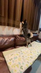 渡邉昌次ブリーダーからお迎えした柴犬：TAKEKOちゃん
