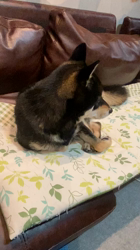 渡邉昌次ブリーダーからお迎えした柴犬：TAKEKOちゃん