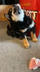 渡邉昌次ブリーダーからお迎えした柴犬：TAKEKOちゃん
