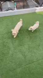 渡邉昌次ブリーダーからお迎えした柴犬：TAKEKOちゃん