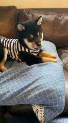 渡邉昌次ブリーダーからお迎えした柴犬：TAKEKOちゃん