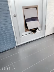 渡邉昌次ブリーダーからお迎えした柴犬：TAKEKOちゃん