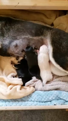 渡邉昌次ブリーダーからお迎えした柴犬：TAKEKOちゃん