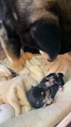 渡邉昌次ブリーダーからお迎えした柴犬：TAKEKOちゃん
