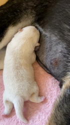 渡邉昌次ブリーダーからお迎えした柴犬：TAKEKOちゃん