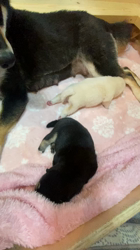 渡邉昌次ブリーダーからお迎えした柴犬：TAKEKOちゃん