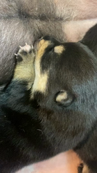 渡邉昌次ブリーダーからお迎えした柴犬：TAKEKOちゃん