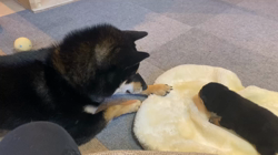 渡邉昌次ブリーダーからお迎えした柴犬：TAKEKOちゃん