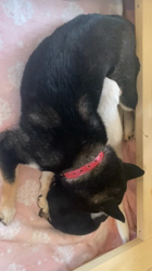 渡邉昌次ブリーダーからお迎えした柴犬：TAKEKOちゃん