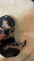 渡邉昌次ブリーダーからお迎えした柴犬：TAKEKOちゃん