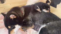 渡邉昌次ブリーダーからお迎えした柴犬：TAKEKOちゃん