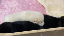 渡邉昌次ブリーダーからお迎えした柴犬：TAKEKOちゃん