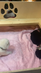 渡邉昌次ブリーダーからお迎えした柴犬：TAKEKOちゃん