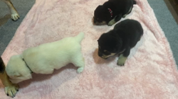 渡邉昌次ブリーダーからお迎えした柴犬：TAKEKOちゃん