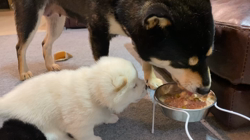 渡邉昌次ブリーダーからお迎えした柴犬：TAKEKOちゃん