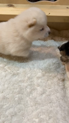 渡邉昌次ブリーダーからお迎えした柴犬：TAKEKOちゃん