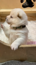 渡邉昌次ブリーダーからお迎えした柴犬：TAKEKOちゃん