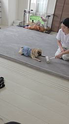 角田裕次ブリーダーからお迎えしたパグ：大穴（だいあな）ちゃん