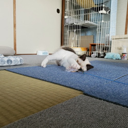 長田寛美ブリーダーからお迎えしたラグドール：あずき@2020/12/1生まれちゃん