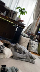 藤田克美ブリーダーからお迎えしたフレンチブルドッグ：リクくん