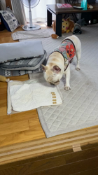 藤田克美ブリーダーからお迎えしたフレンチブルドッグ：リクくん