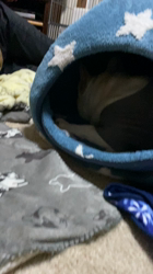 藤田克美ブリーダーからお迎えしたフレンチブルドッグ：リクくん