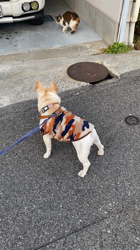 藤田克美ブリーダーからお迎えしたフレンチブルドッグ：リクくん