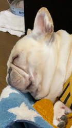藤田克美ブリーダーからお迎えしたフレンチブルドッグ：リクくん