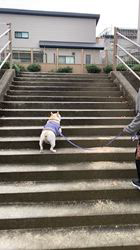 藤田克美ブリーダーからお迎えしたフレンチブルドッグ：リクくん