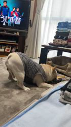 藤田克美ブリーダーからお迎えしたフレンチブルドッグ：リクくん