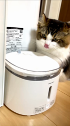 湯澤さき江ブリーダーからお迎えしたキンカロー：フィーくん