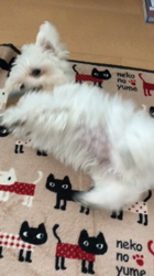 田口敏行ブリーダーからお迎えしたマルチーズ：ほわちゃん