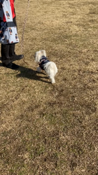 田口敏行ブリーダーからお迎えしたマルチーズ：ほわちゃん