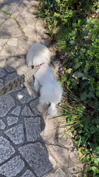 田口敏行ブリーダーからお迎えしたマルチーズ：ほわちゃん
