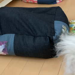 田口敏行ブリーダーからお迎えしたマルチーズ：ほわちゃん
