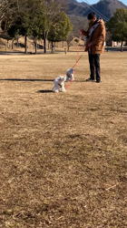 田口敏行ブリーダーからお迎えしたマルチーズ：ほわちゃん