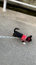 白井宏哉ブリーダーからお迎えしたチワワ(ロング)：レオくん