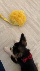 白井宏哉ブリーダーからお迎えしたチワワ(ロング)：レオくん